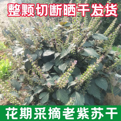 整颗发货开花结籽老紫苏叶