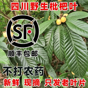 四川野生新鲜枇杷叶枇杷树叶食用枇杷膏原料琵琶叶干叶子茶中药