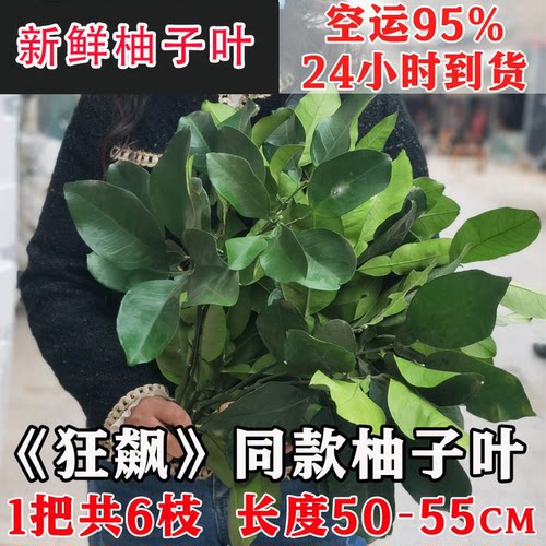 【24小时发货】新鲜柚子叶带枝