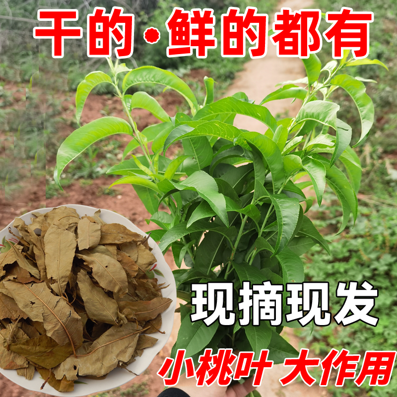 新鲜桃树叶中药材毛桃叶 天然嫩桃子叶子 桃叶茶包邮毛桃树叶