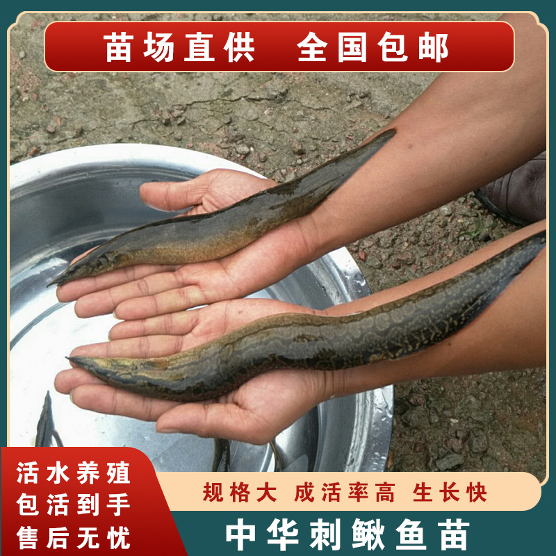 中华刺鳅鱼苗 大刺鳅淡水 刀鳅苗 沙鳅 鱼钢鳅 刀鳅 石锥 猪麻锯