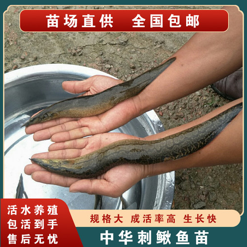 刺鳅鱼苗刀鳅石锥猪麻锯包邮包活