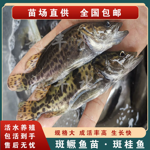 淡水斑鳜鱼苗渔场直供包活包邮