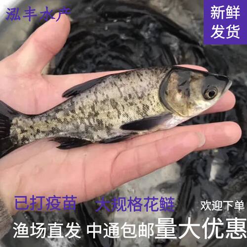 大花鲢鳙鱼苗大头鱼胖头鱼