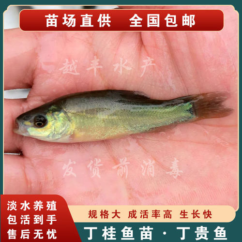 淡水丁桂鱼苗现货包邮