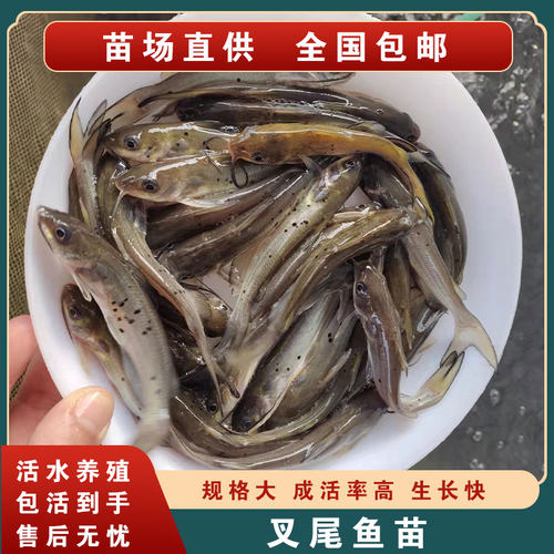 叉尾鱼苗斑点叉尾鮰鱼钳鱼苗