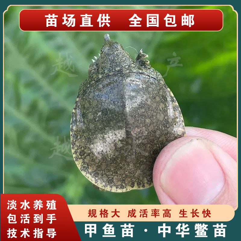 外塘养殖甲鱼苗中华鳖苗批发包邮