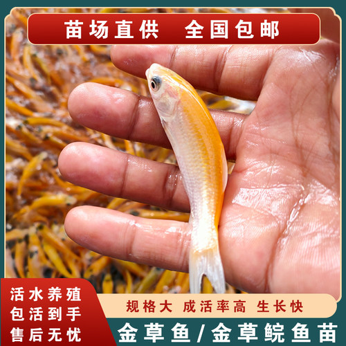 金草鱼苗金丝草鱼苗红草鱼