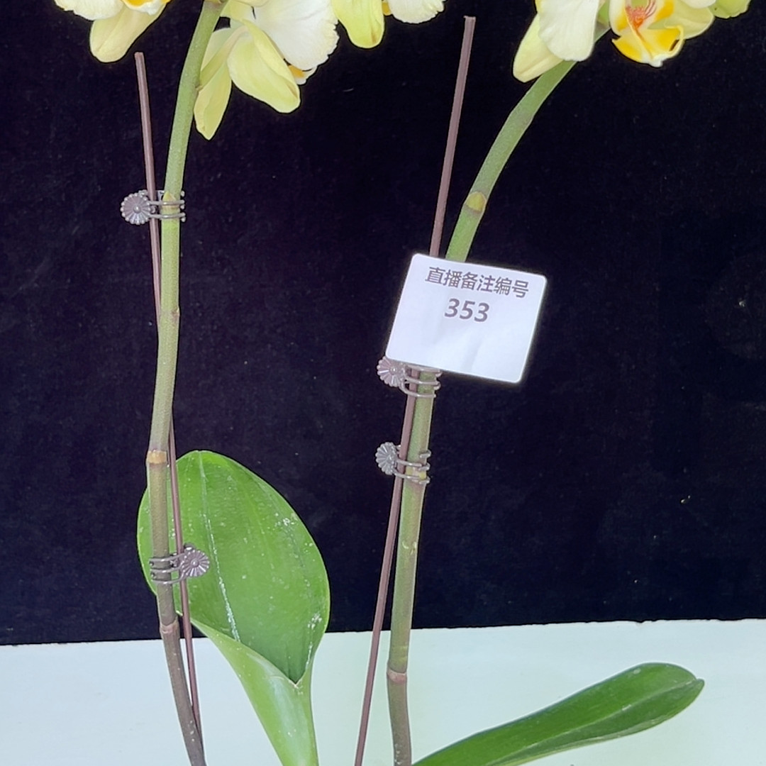 3.5寸方美神话蕾丝两眼变异,鲜花速递/花卉仿真/绿植园艺,国兰/杂交兰/洋兰类,淘宝优惠券,粉丝福利购,淘宝优惠卷