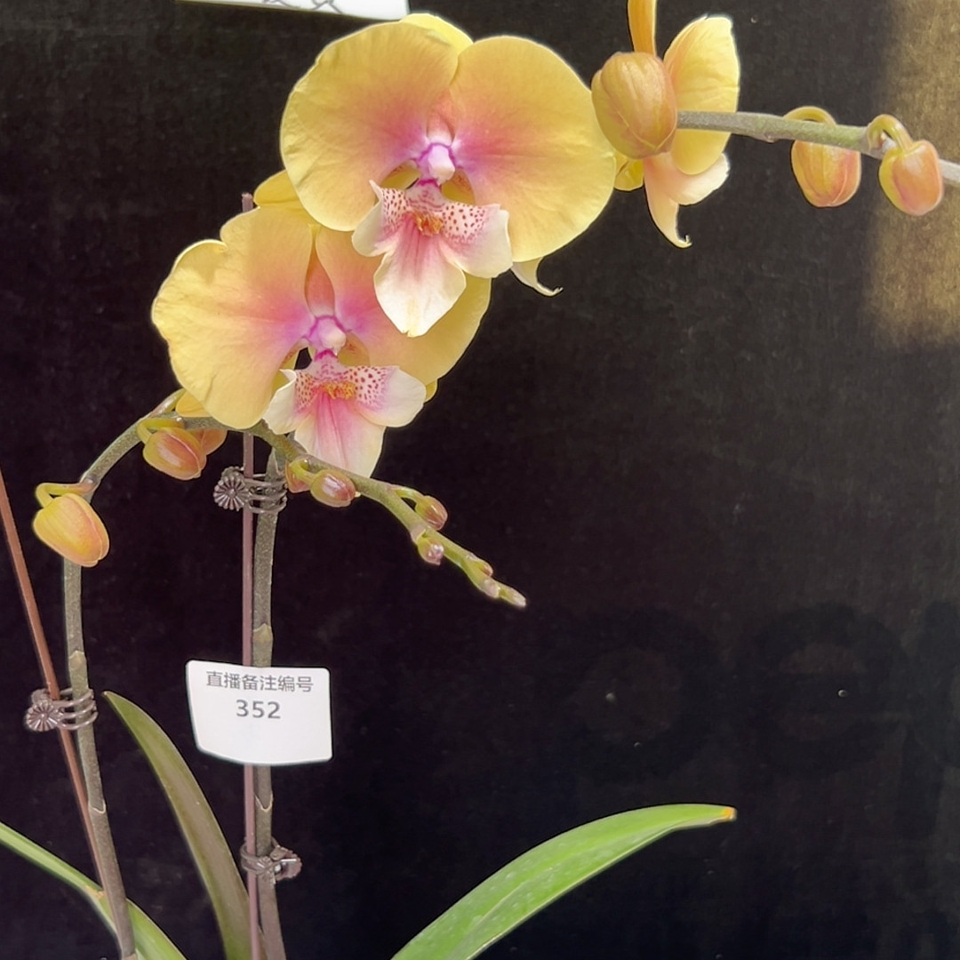 3.5寸黄桃之梦双花剑,鲜花速递/花卉仿真/绿植园艺,国兰/杂交兰/洋兰类,淘宝优惠券,粉丝福利购,淘宝优惠卷