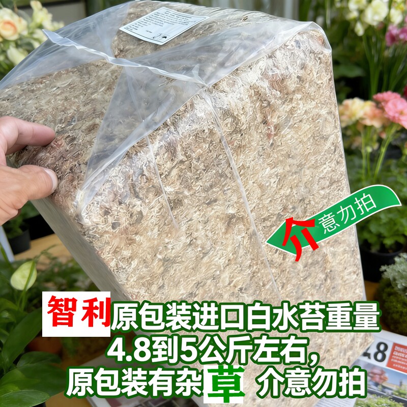 智利原包进口5星级白水苔品质高