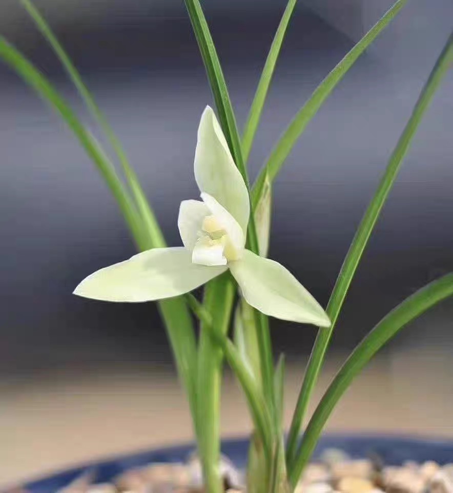 兰花苗春兰 阿里山素细叶浓香型花卉 阳台矮种阳台客厅绿植盆栽