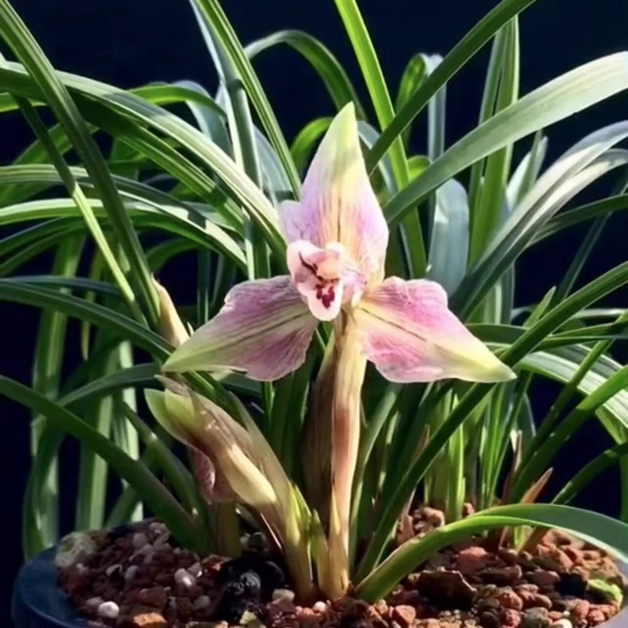 兰花苗春兰铭品余江蝉细叶春兰兰花冬天带花苞室内客厅阳台发货