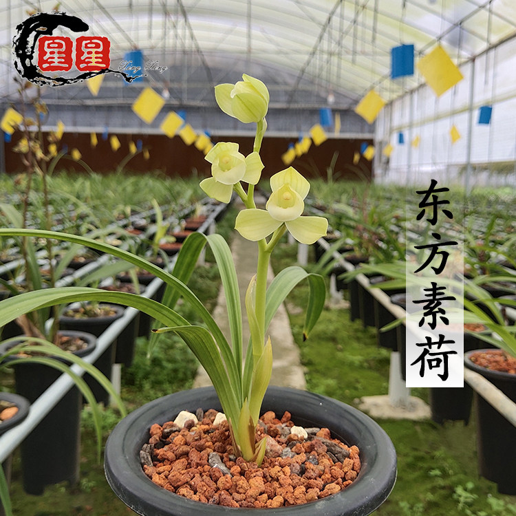 春剑素花铭品东方素荷高出架浓香室内夏秋季盆栽观花植物