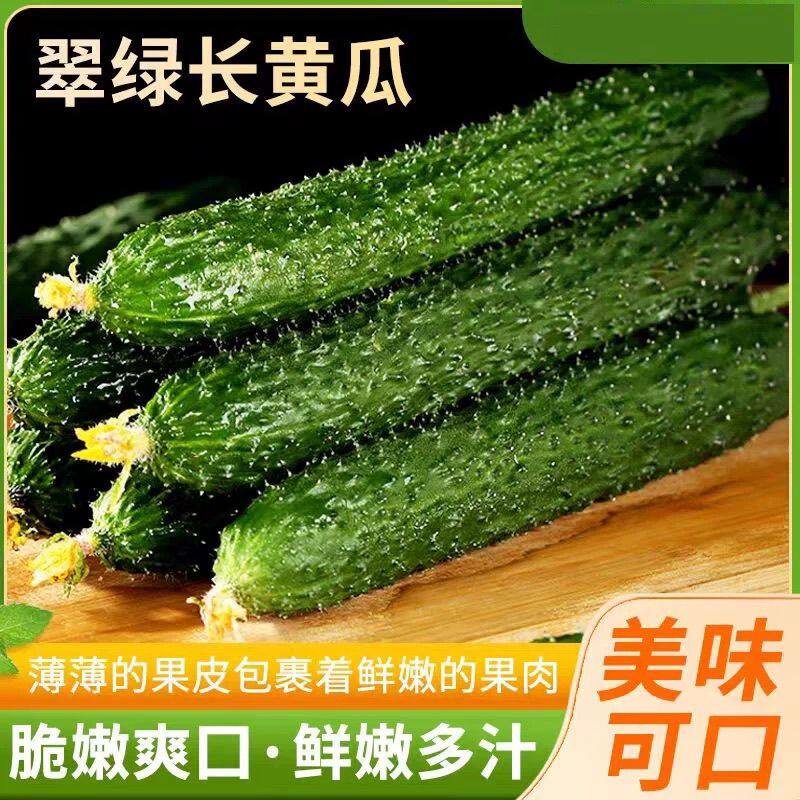 【应季】新鲜带刺黄瓜现摘农家自种时令蔬菜生吃青瓜5斤吊瓜包邮