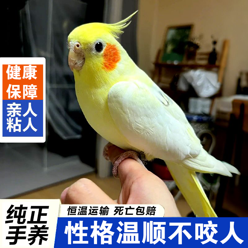 玄凤鹦鹉活体会学说话手养宠物黄化玄凤一对可繁殖鸟活物鹦鹉活鸟