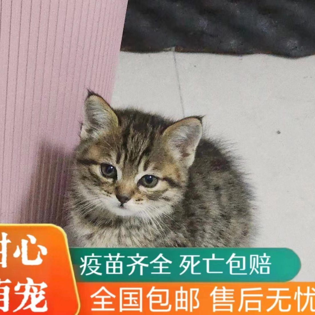 猫咪幼崽活物中华田园猫橘猫橘白狸猫白小奶猫宠物猫猫咪真猫可爱-封面