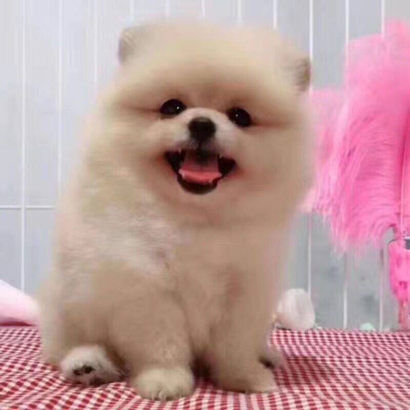 纯白博美犬俊介犬网红活体长毛小体茶杯犬黄博美长不大袖珍小狗狗