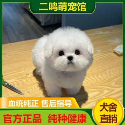 纯种比熊桃檐小型犬家养