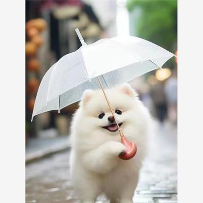 博美幼犬俊介活物长不大博美茶杯犬俊介小型犬袖珍白色宠物狗家养