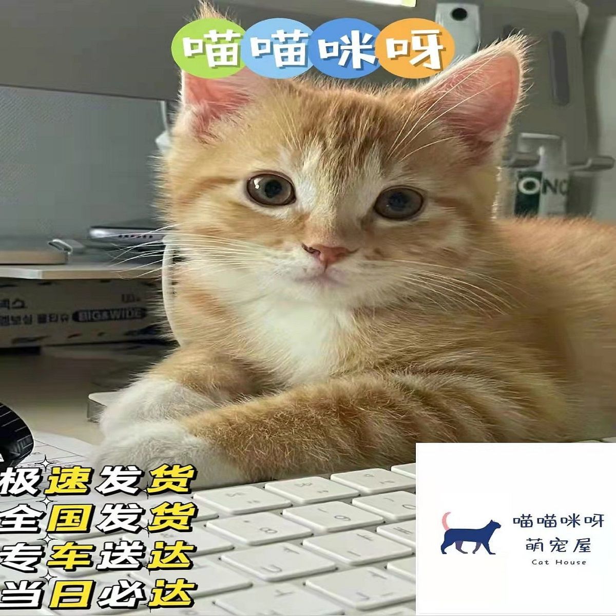 黑白橘猫桃檐家养短毛