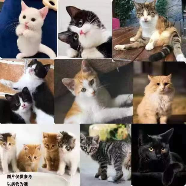 中华田园猫狸花猫三花猫黑白奶牛猫短毛小猫可爱家养便宜橘白猫咪