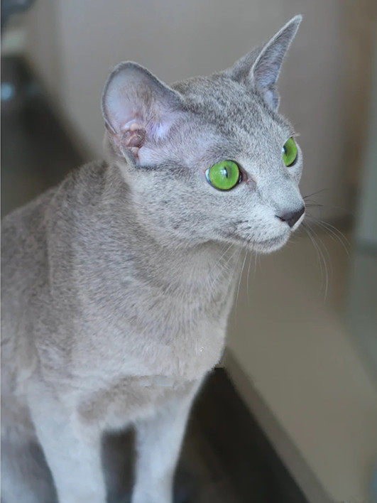 俄罗斯蓝猫俄蓝短毛猫幼猫纯种绿眼睛低敏猫猫中精灵贵族赛级活体