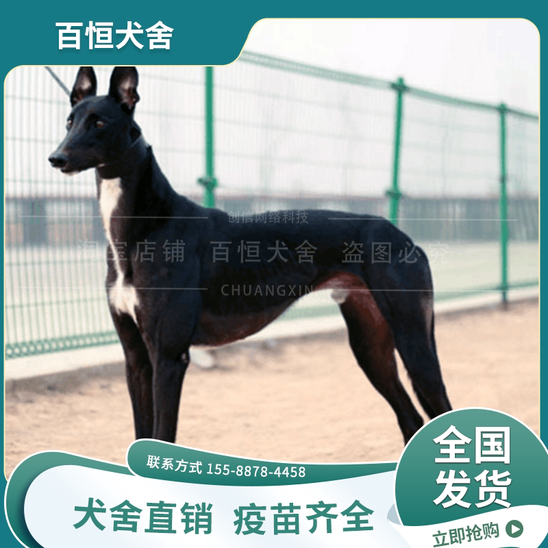 格力犬幼犬活体纯种猎兔犬灵缇犬成年细犬细狗惠比特犬幼崽抓兔犬