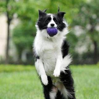 混血边牧幼犬七白三通边境牧羊犬活体黑白陨石金边中型犬宠物狗狗