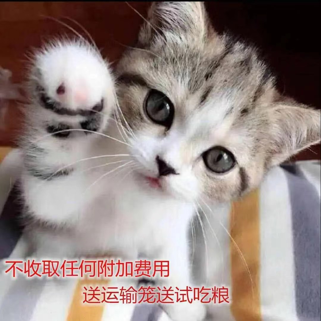 猫咪幼崽活物网红橘猫小白猫黑猫中华田园猫狸花猫活体幼崽猫包邮