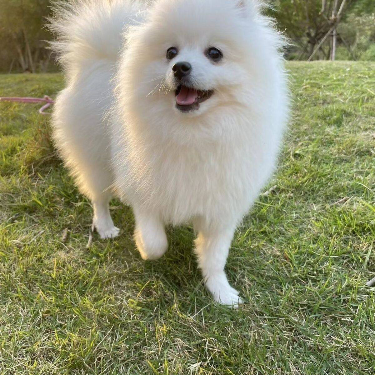 纯种博美幼犬白色爆毛茶杯犬小型迷你可爱长不大活体俊介宠物狗狗