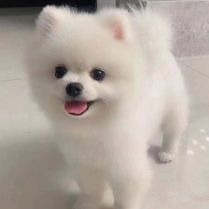 混血博美幼犬可爱活物长不大博美茶杯犬俊介小型犬袖珍宠物狗幼崽