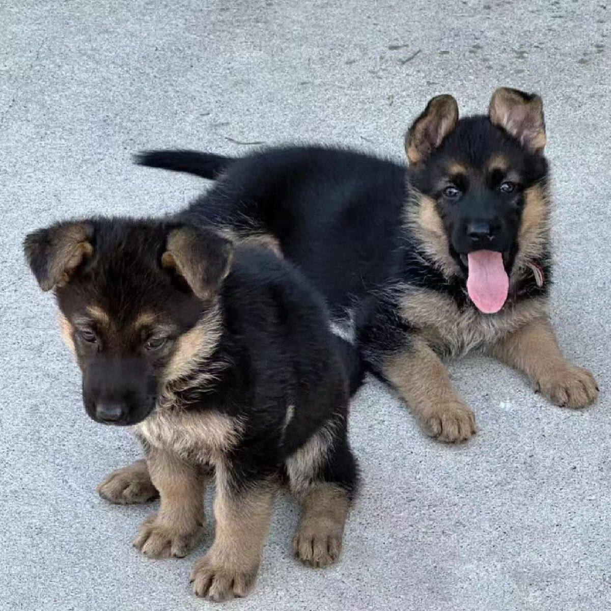 纯种德国牧羊犬德牧幼犬两个月长毛便宜小宠物小狼狗狗狗活物幼崽