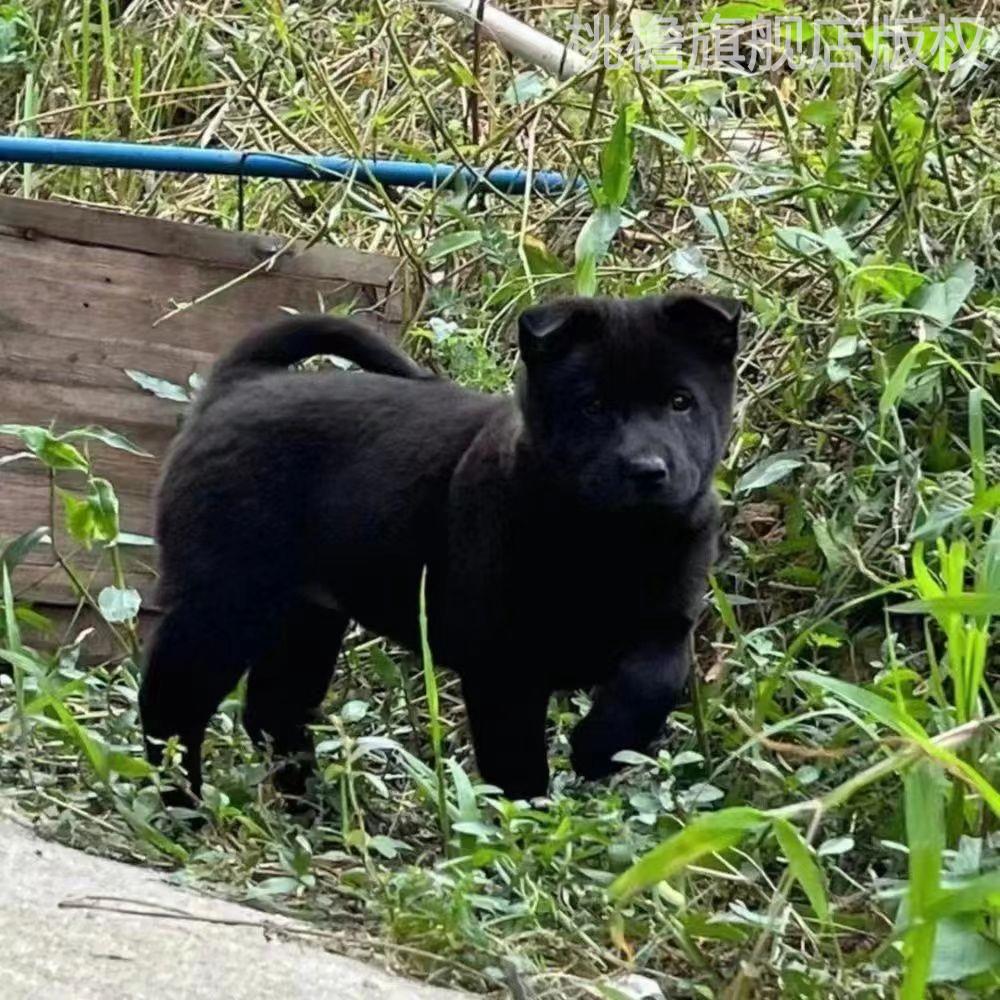 五黑犬广西土猎犬虎头虎斑狗赶山犬纯黑活体中华田园犬四眼铁包金