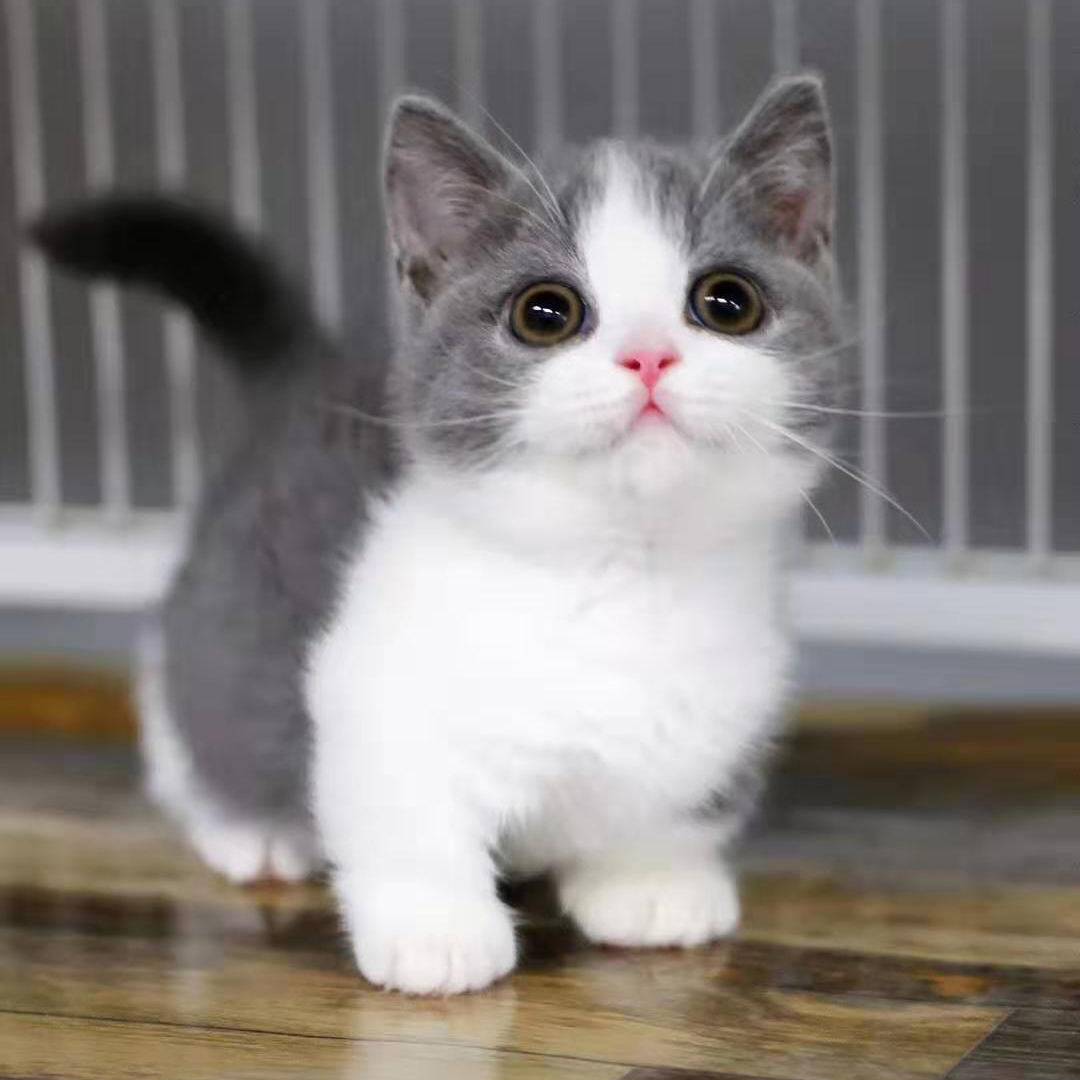 曼基康蓝白矮脚猫短腿猫纯白乳白起司矮脚活体拿破仑米努特长毛猫