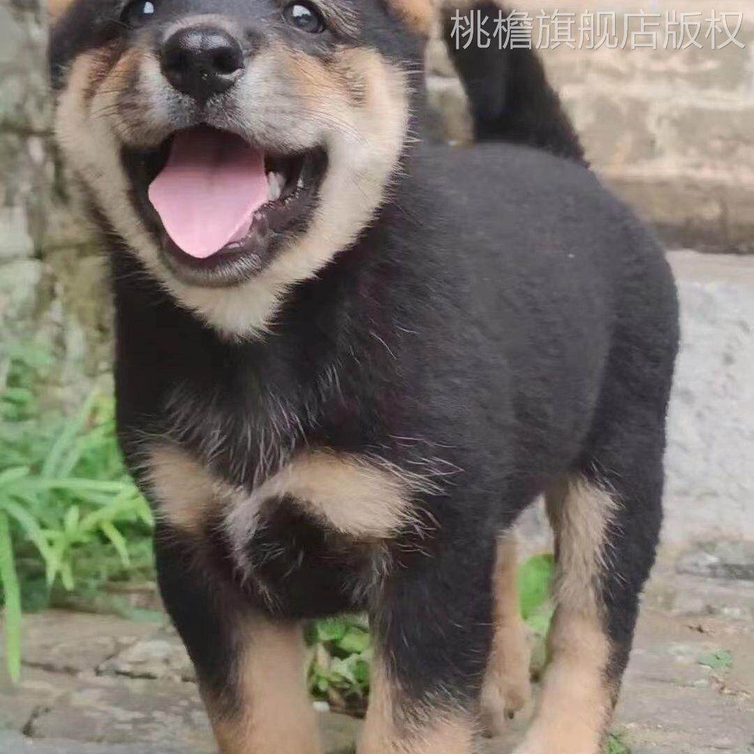大黄狗土松犬黄狗白面四眼铁包金狗五黑犬中华田园犬大黄狗土猎犬