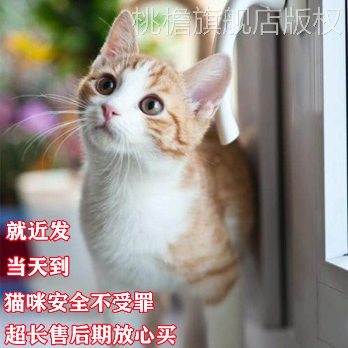 土猫活物狸猫田园猫橘猫小猫咪土猫幼崽活体宠物家养梨花猫捕鼠猫