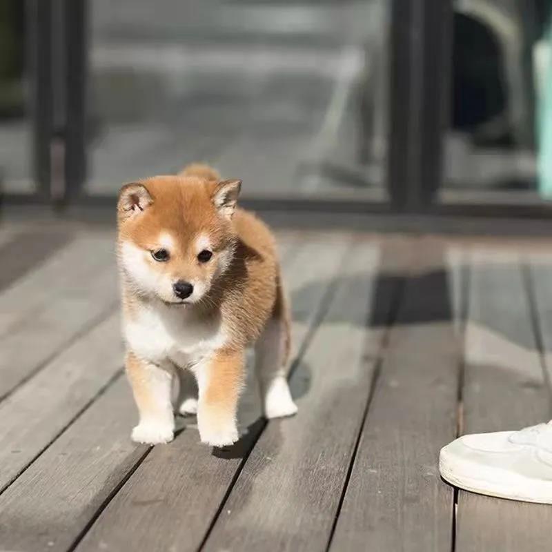 纯种柴犬幼犬黑柴日本豆柴犬双血统秋田赤柴幼崽中小型犬活宠物狗