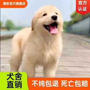 纯种金毛幼犬大骨架沙滩金毛双血统金毛枫叶红高智商导盲犬宠物狗