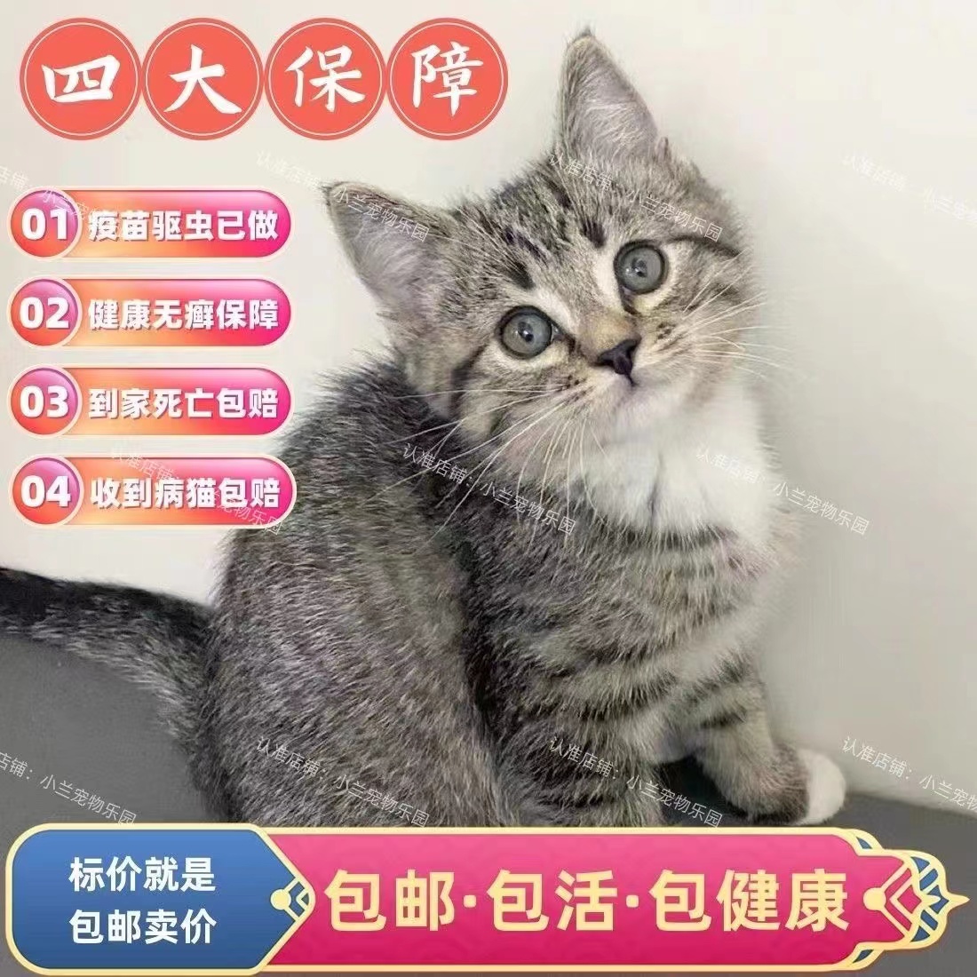 中华田园猫橘猫幼崽狮子猫狸花猫幼猫小桔猫白猫小猫咪三花奶牛猫