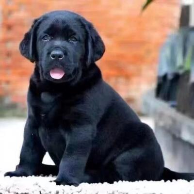 拉布拉多幼犬宠物狗大头版警犬大型犬家养导盲犬便宜黑色家庭聪明