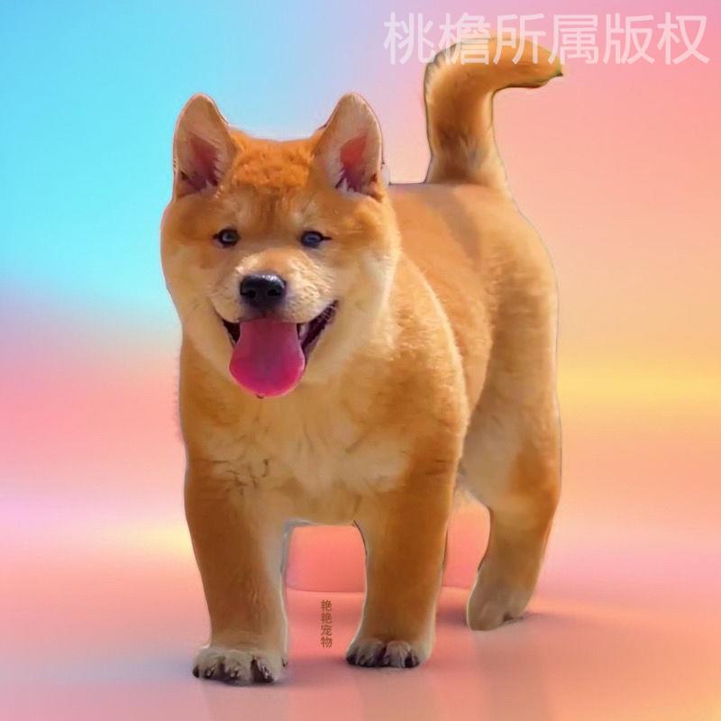 黄狗狗狗中华田园犬桃檐中型犬
