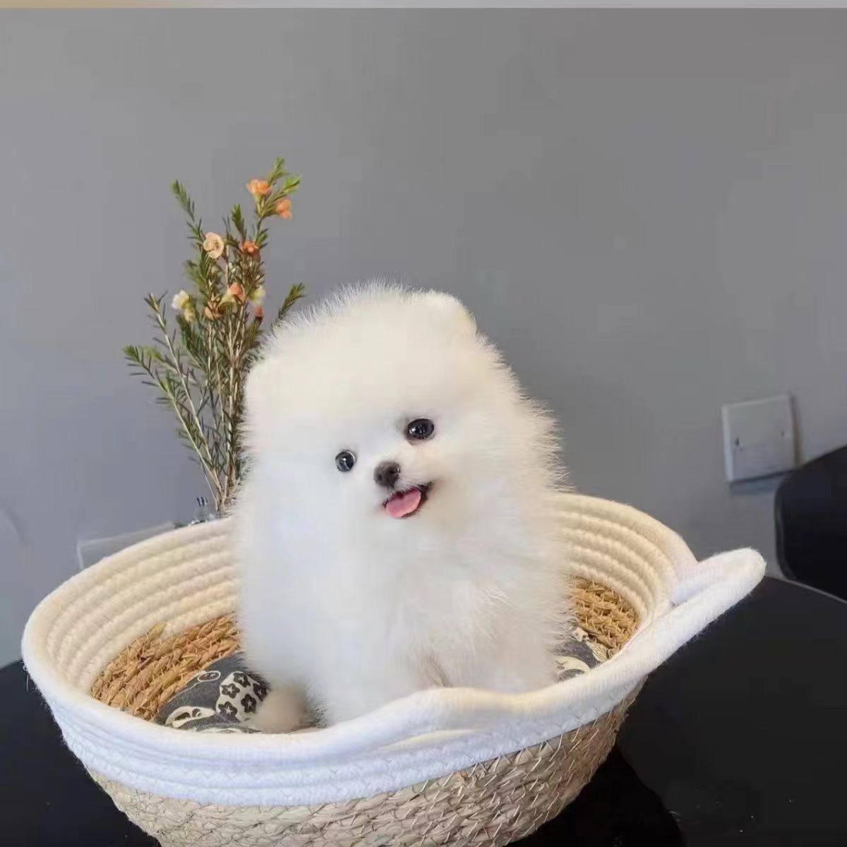 混血博美茶杯犬纯种超小幼犬长不大茶杯犬俊介小型犬袖珍宠物幼崽