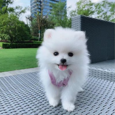 混血博美幼犬桃檐小型犬