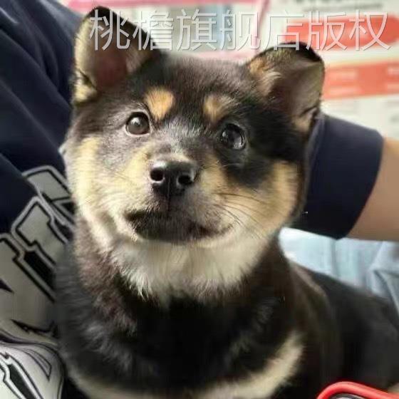 四眼铁包金桃檐中型犬
