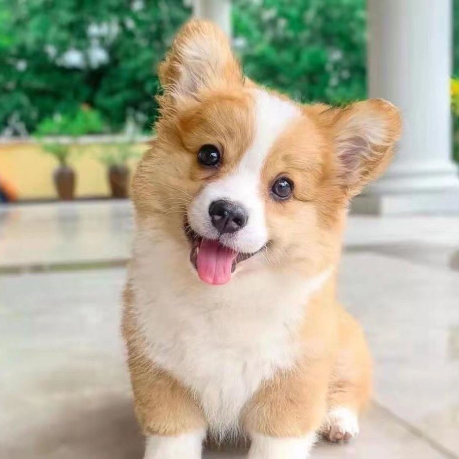 柯基幼犬黄白柯基小短腿三色柯基小狗小型家庭宠物狗活的幼犬包邮