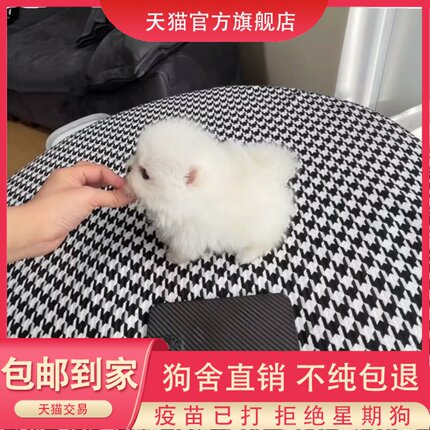 纯种博美犬幼犬活体长不大黄俊介家养茶杯小白狗小型犬网红宠物狗