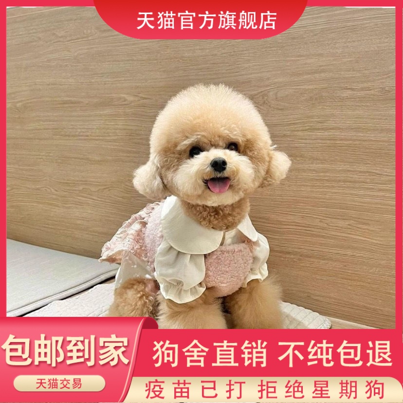 纯种泰迪幼犬活体红棕黑