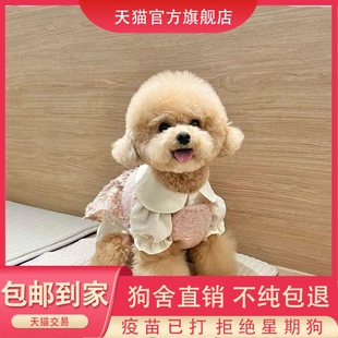 纯种泰迪幼犬活体红棕黑香槟泰迪长不大贵宾犬小型犬家养宠物狗狗