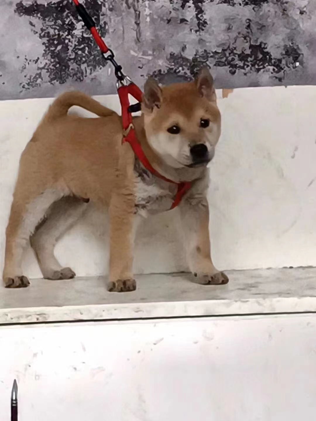 正宗大黄狗幼犬中华田园犬广西土猎犬赶山犬便宜小狗虎头活体看家